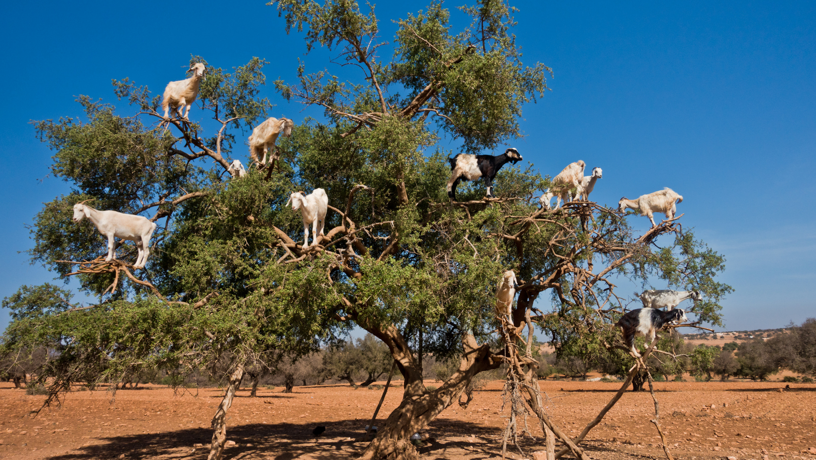 5 days tour from Casablanca to Marrakech